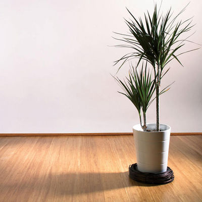 독일에서 발크로 14mm Extra Wide 엔지니어링 스트랜드 Bambu Parquet 바닥